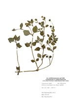 藏品(天蓬草舅)的圖片